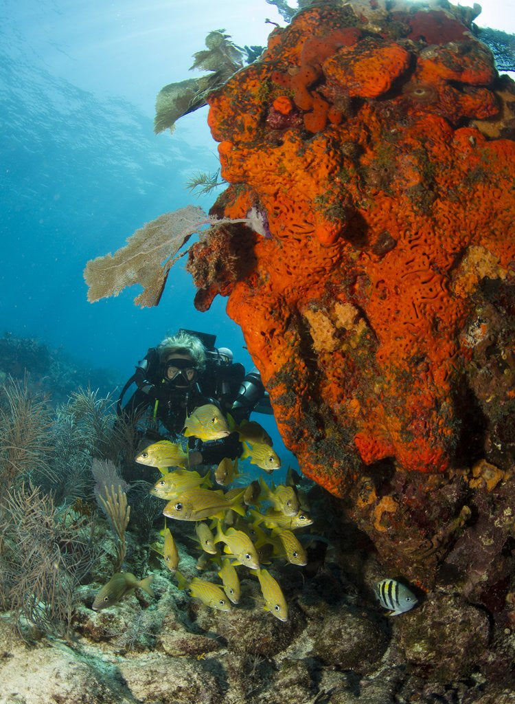 Detail of Technical diver on coral reef. by Anonymous