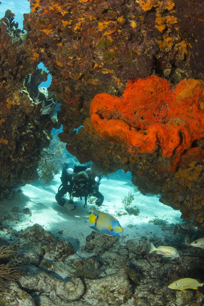 Detail of Technical diver on coral reef. by Anonymous