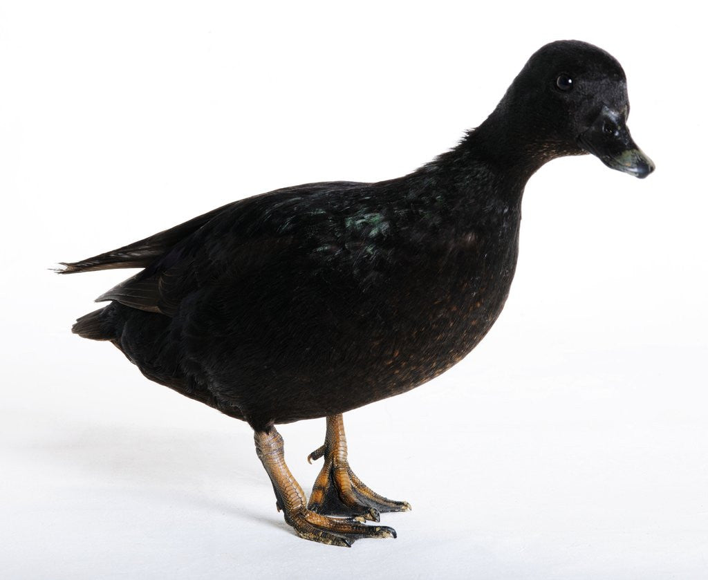 Detail of Call Duck by Anonymous