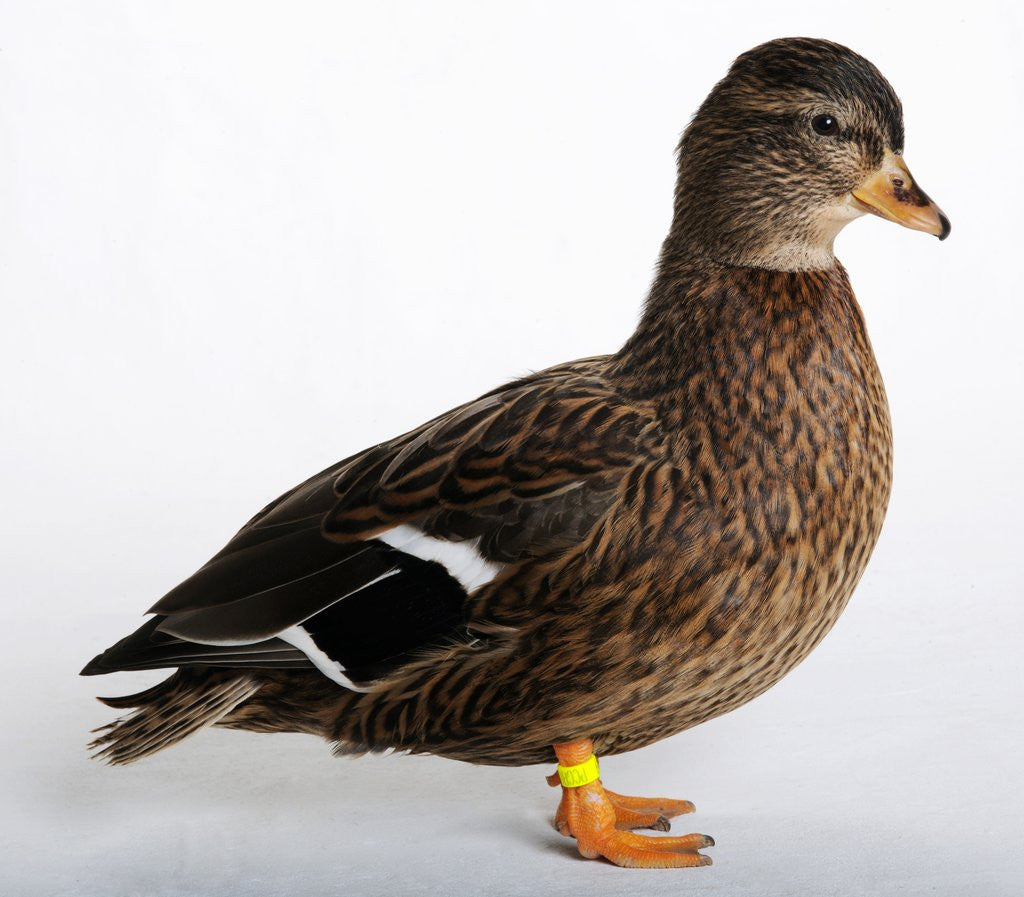 Detail of Call Duck by Anonymous