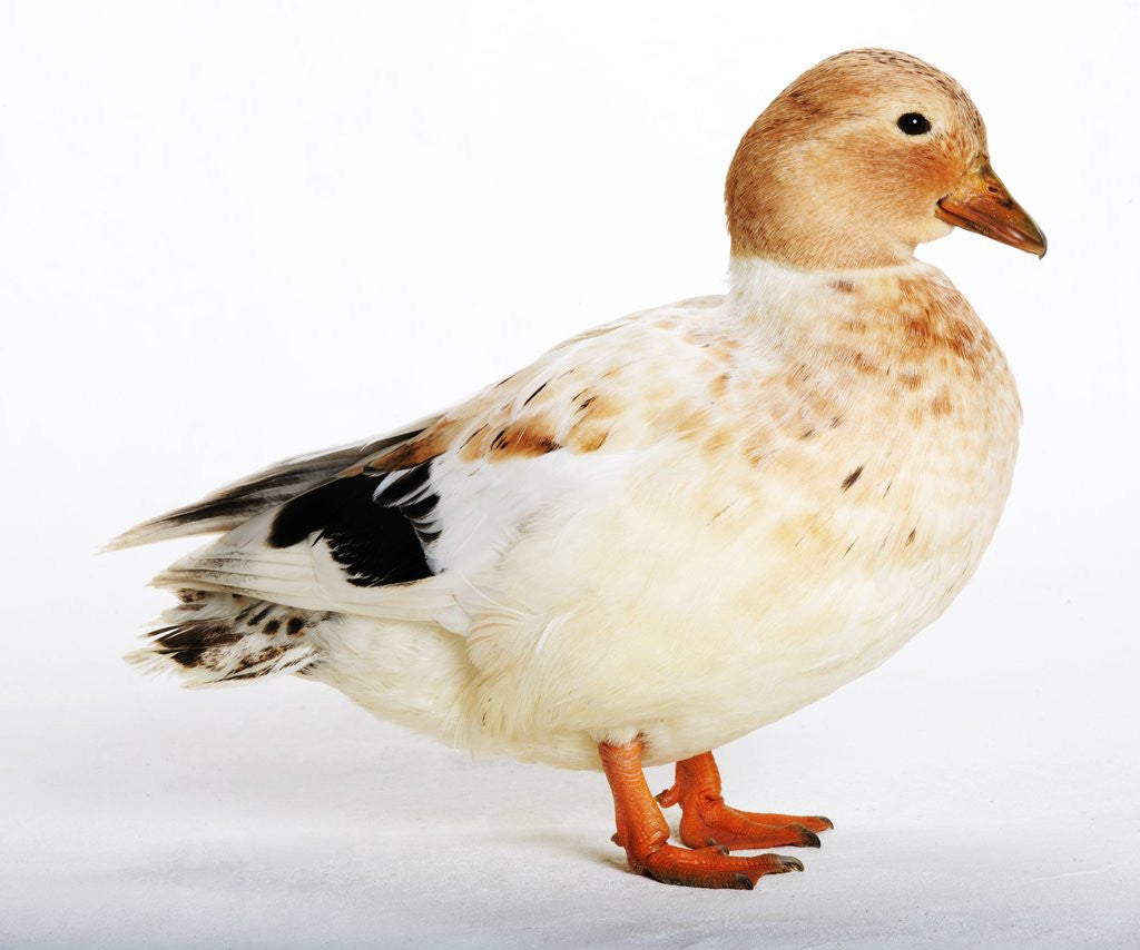 Detail of Call Duck by Anonymous