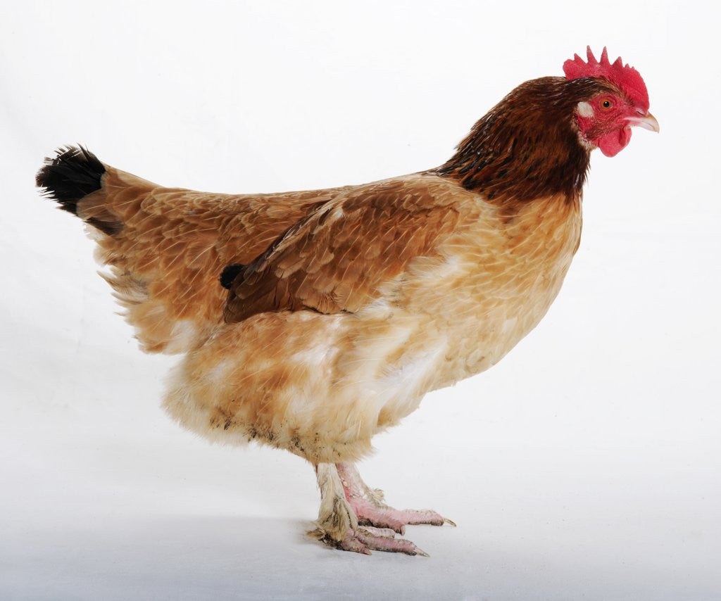 Detail of Maran by Anonymous