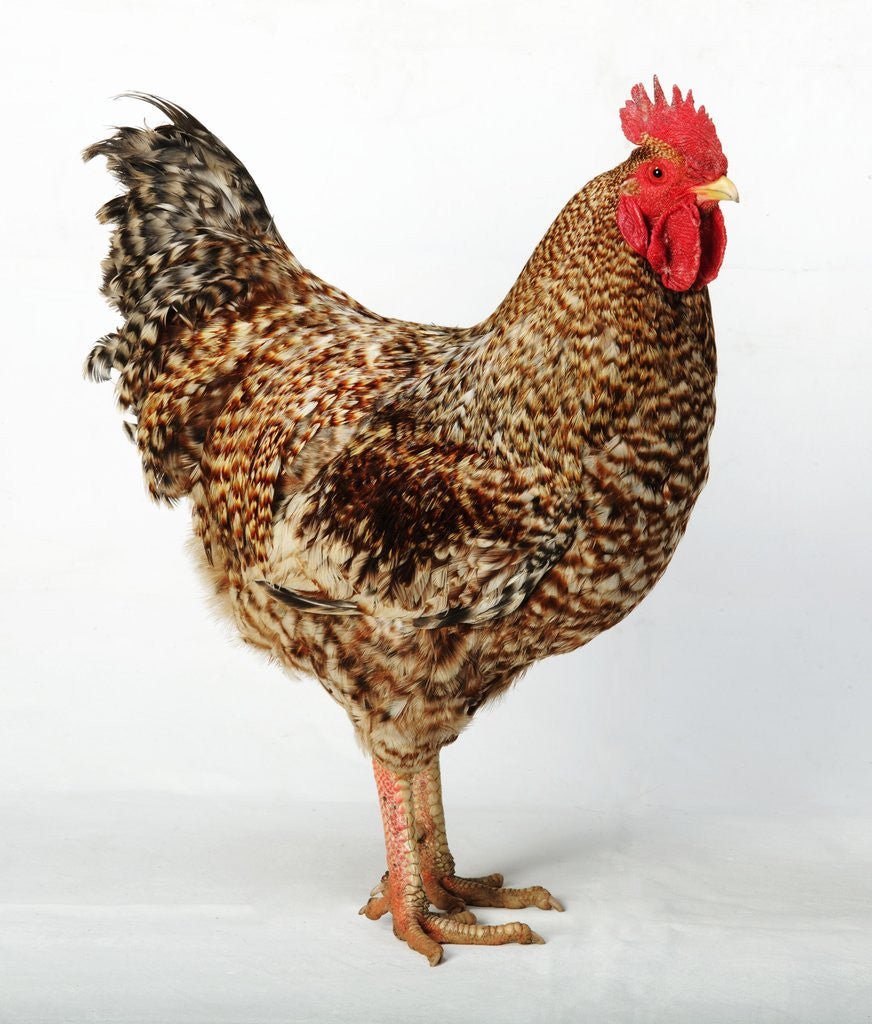 Detail of Plymouth Rock by Anonymous