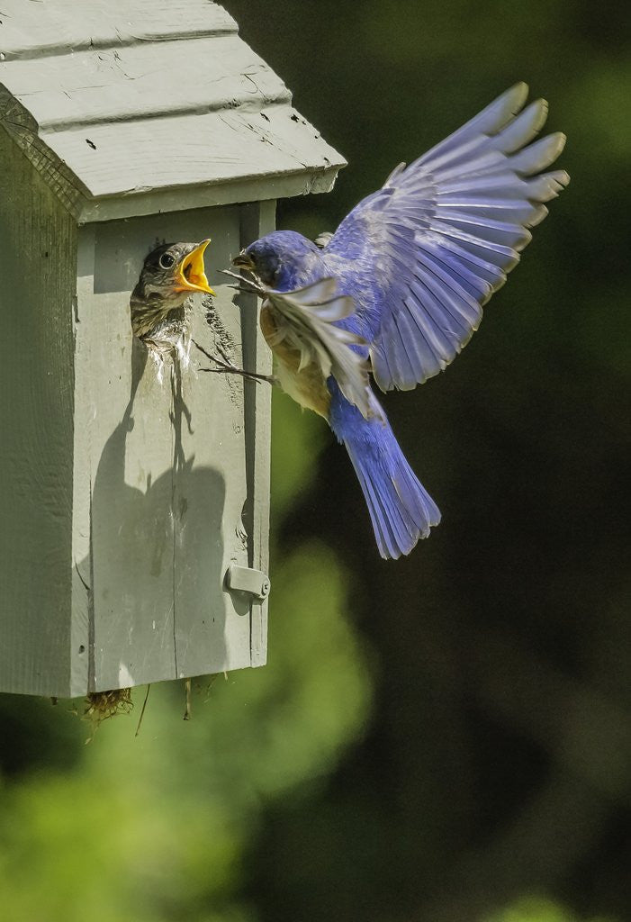 Detail of Eastern Bluebird by Anonymous
