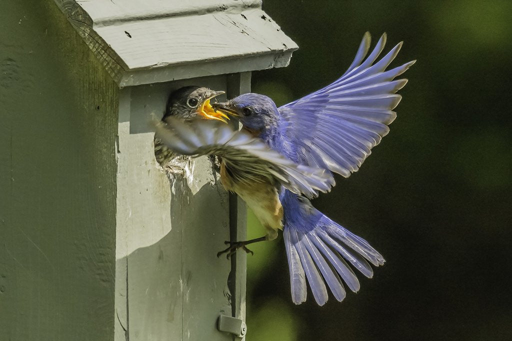 Detail of Eastern Bluebird by Anonymous