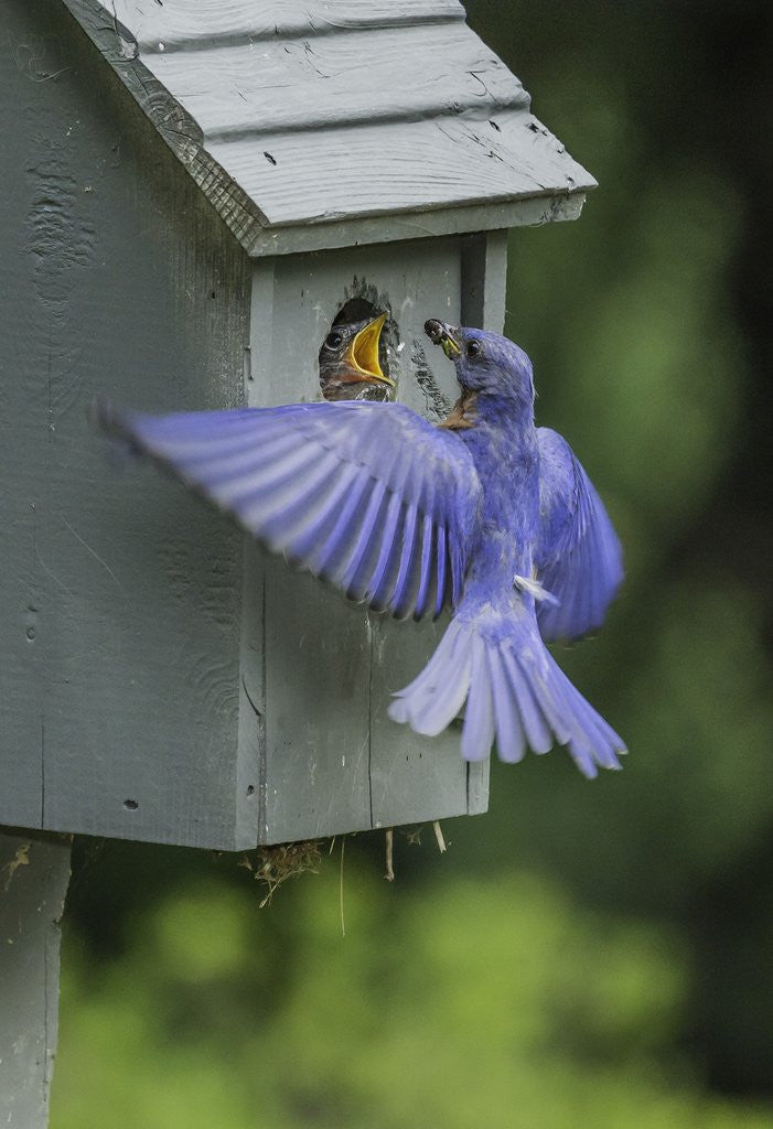Detail of Eastern Bluebird by Anonymous