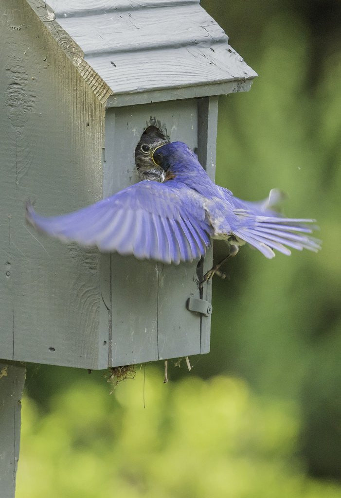 Detail of Eastern Bluebird by Anonymous