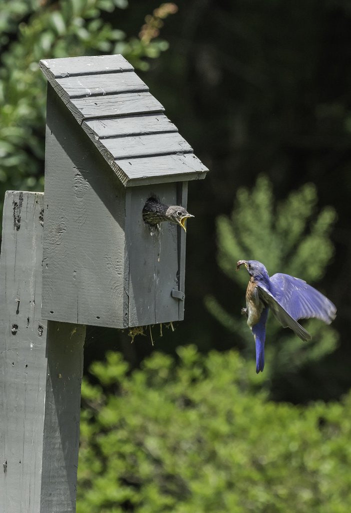 Detail of Eastern Bluebird by Anonymous