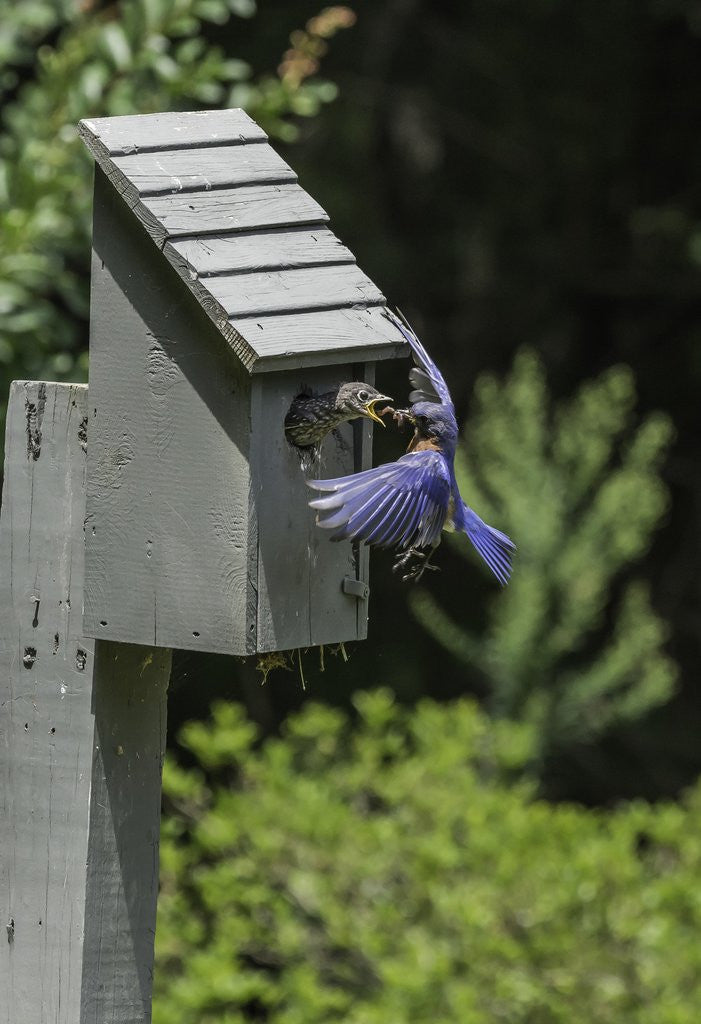 Detail of Eastern Bluebird by Anonymous
