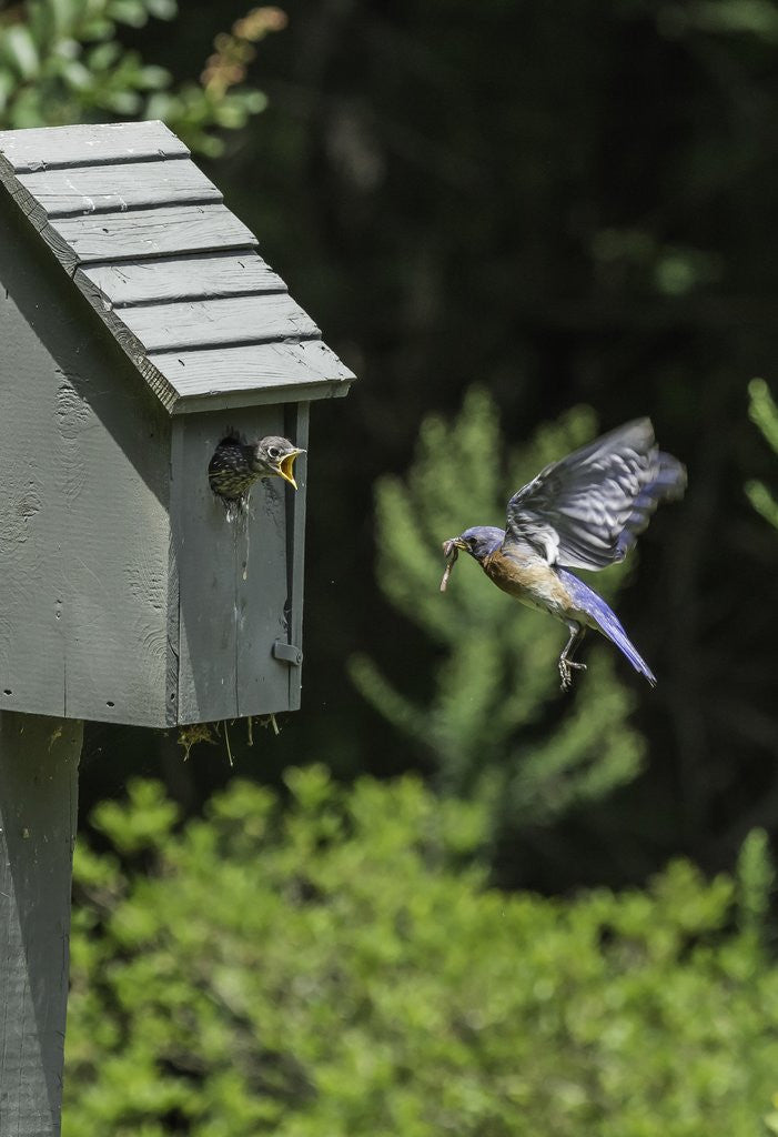 Detail of Eastern Bluebird by Anonymous