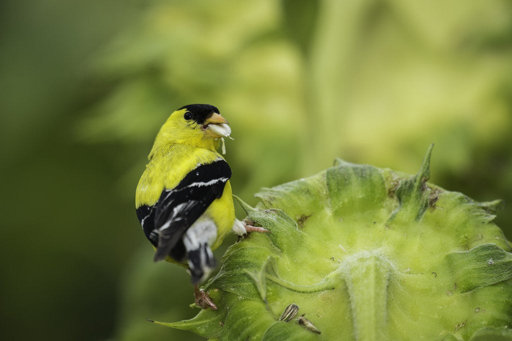 Detail of American Goldfinch by Corbis