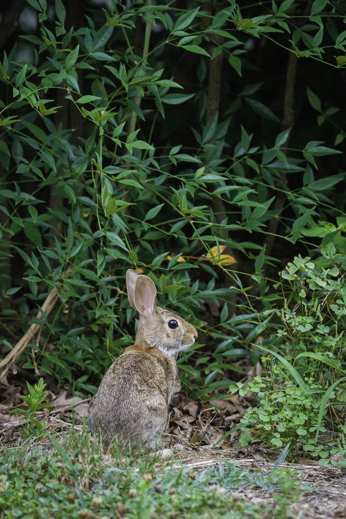 Detail of Eastern Cottontail Rabbit by Anonymous
