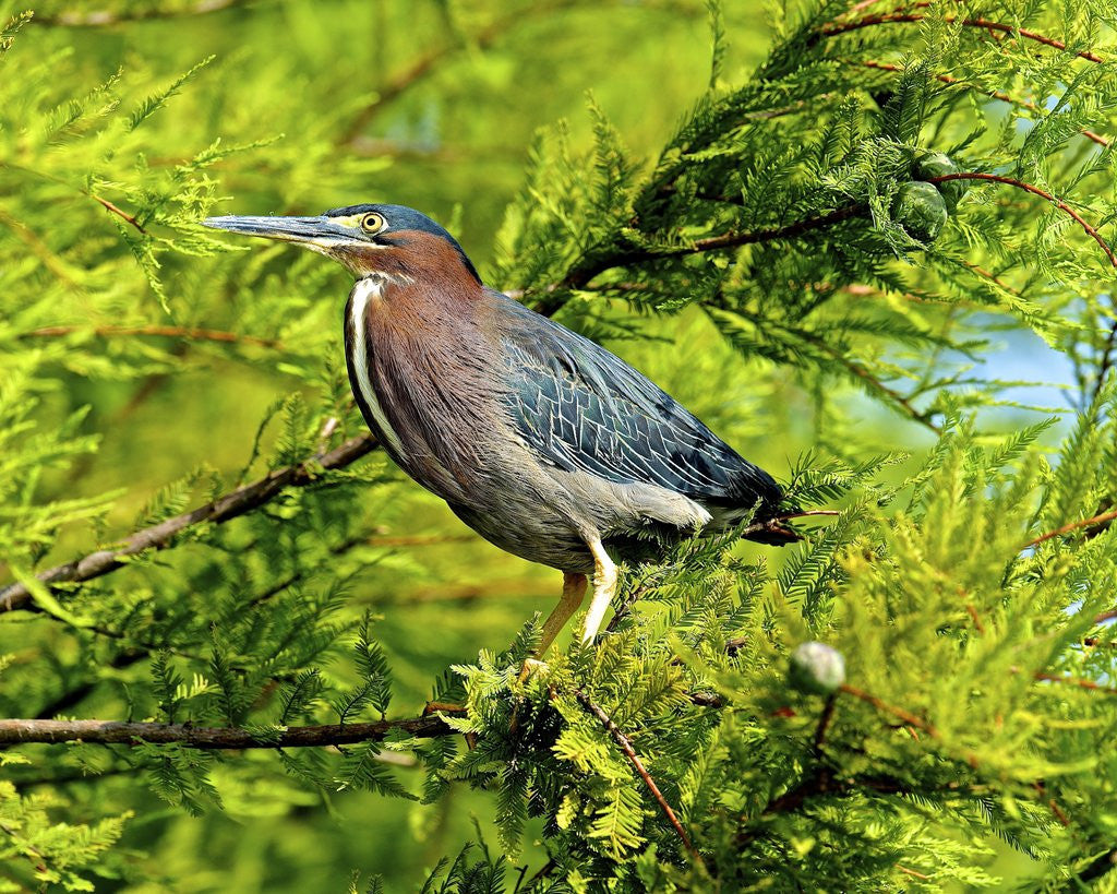 Detail of Green Heron by Anonymous