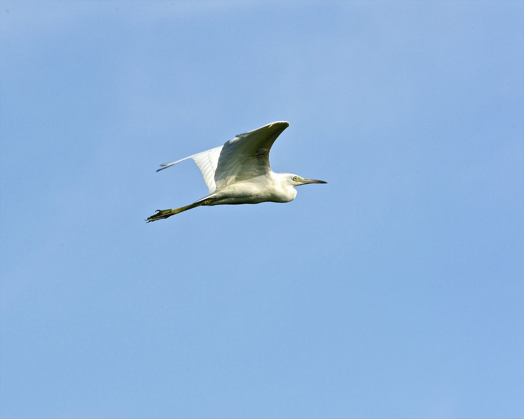 Detail of Great Egret by Anonymous