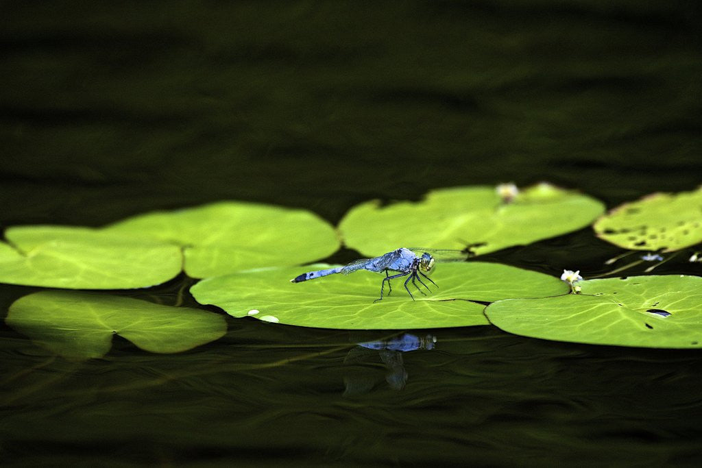 Detail of Dragonfly by Anonymous