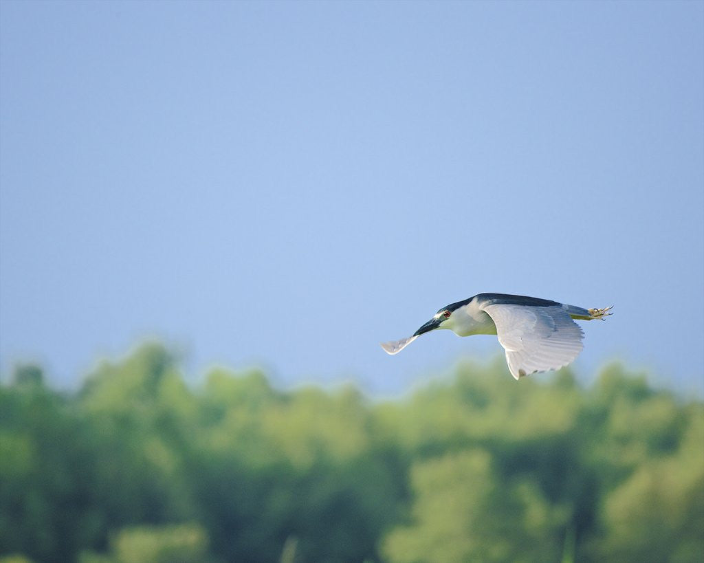 Detail of Black-crowned Night Heron by Anonymous