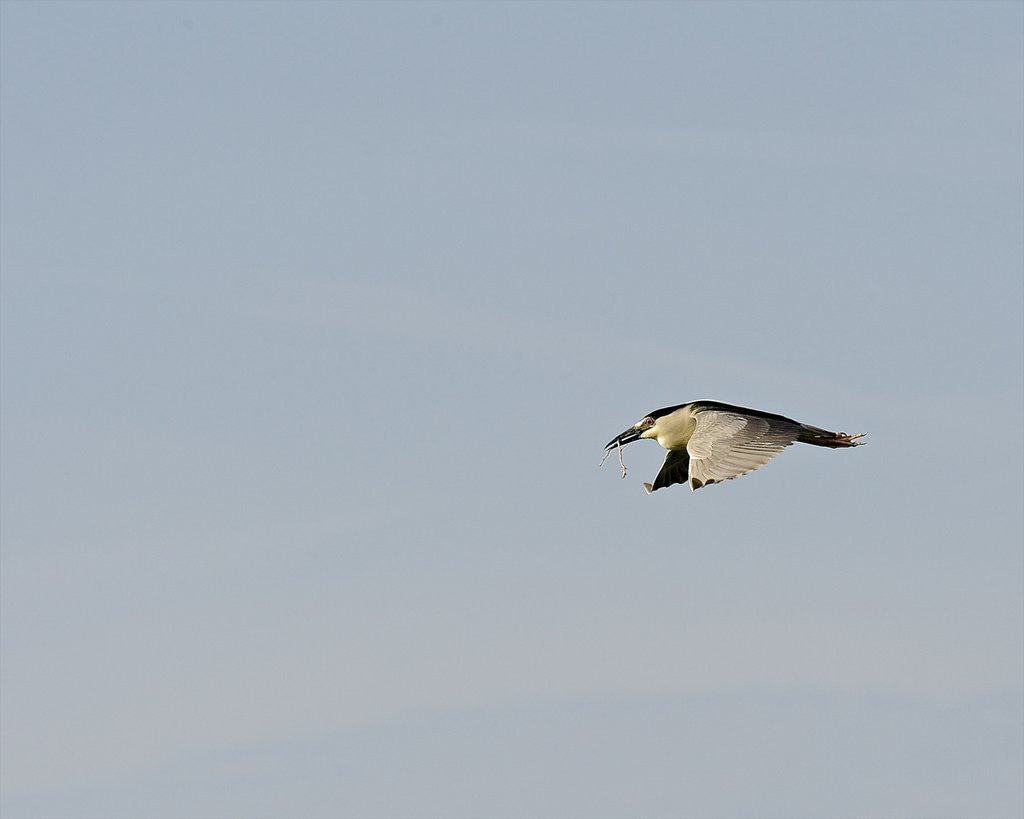 Detail of Black-crowned Night Heron by Anonymous