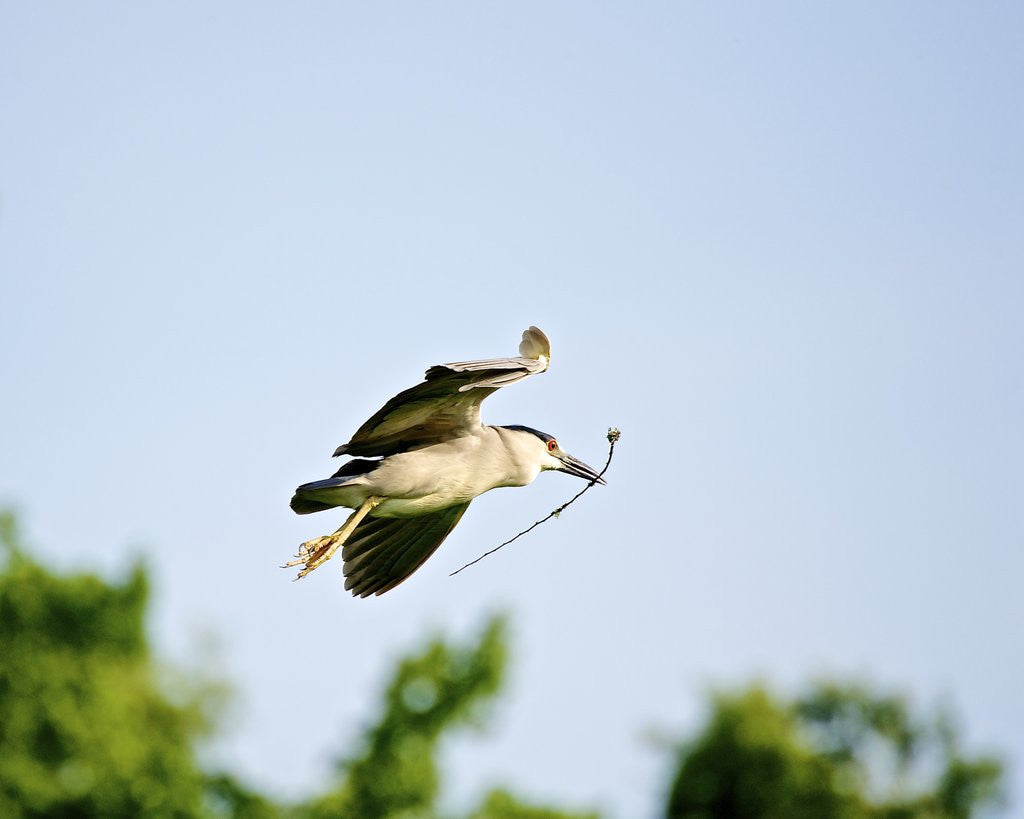 Detail of Black-crowned Night Heron by Anonymous