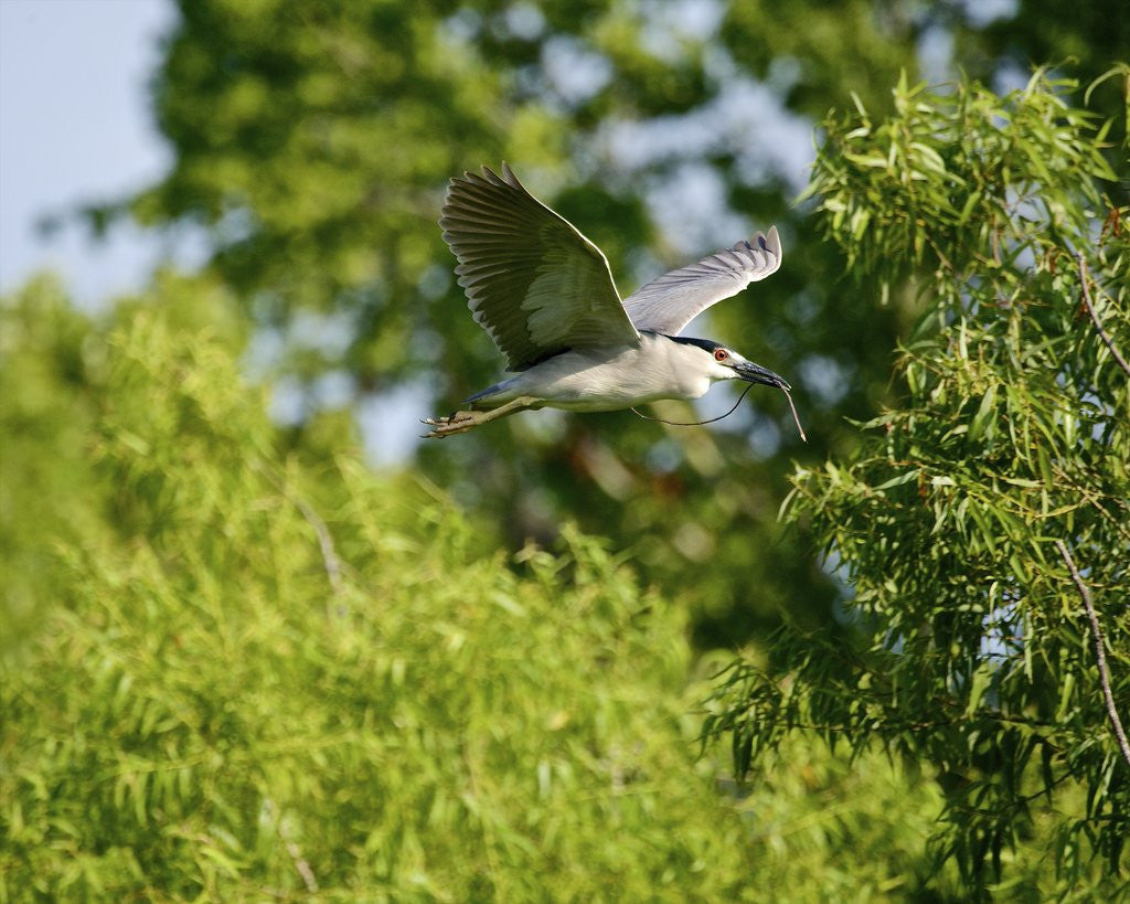 Detail of Black-crowned Night Heron by Anonymous