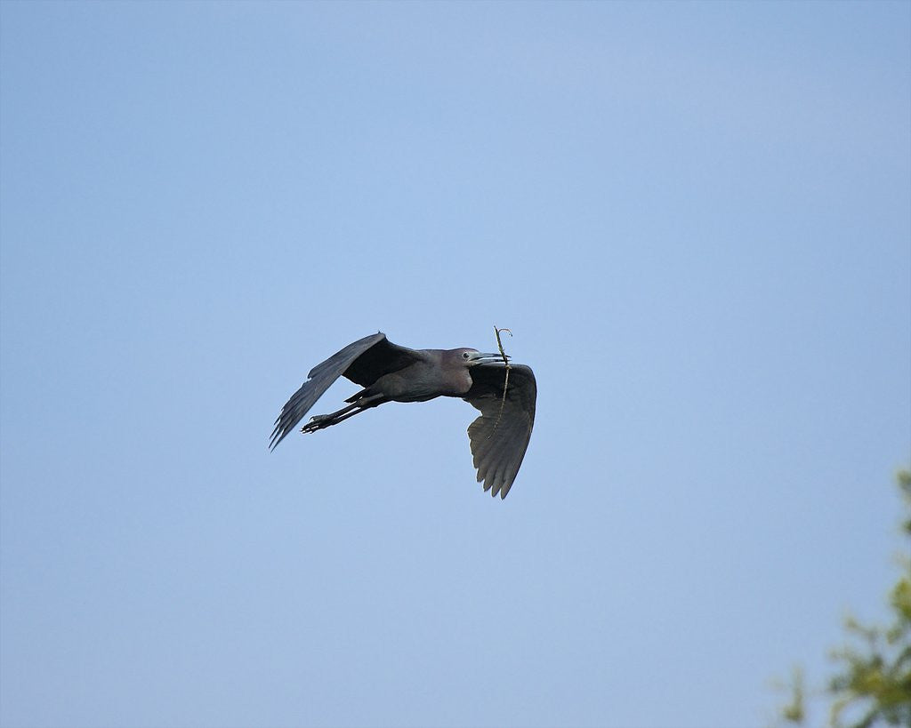 Detail of Little Blue Heron by Anonymous