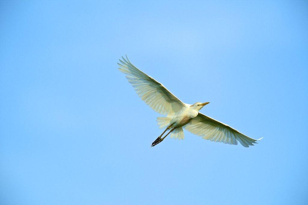 Detail of Cattle Egret by Anonymous