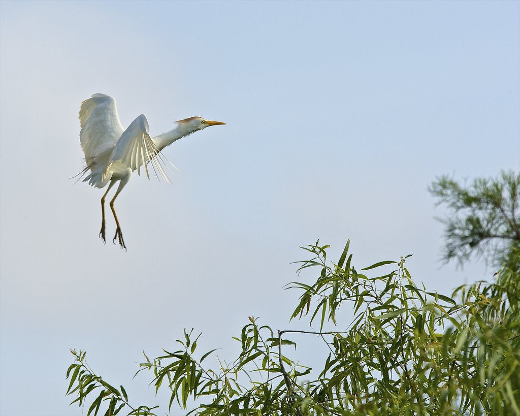 Detail of Cattle Egret by Anonymous