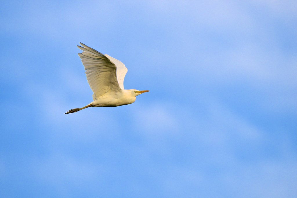 Detail of Cattle Egret by Anonymous