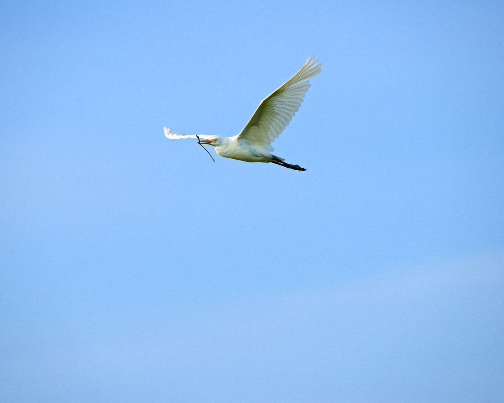 Detail of Cattle Egret by Anonymous