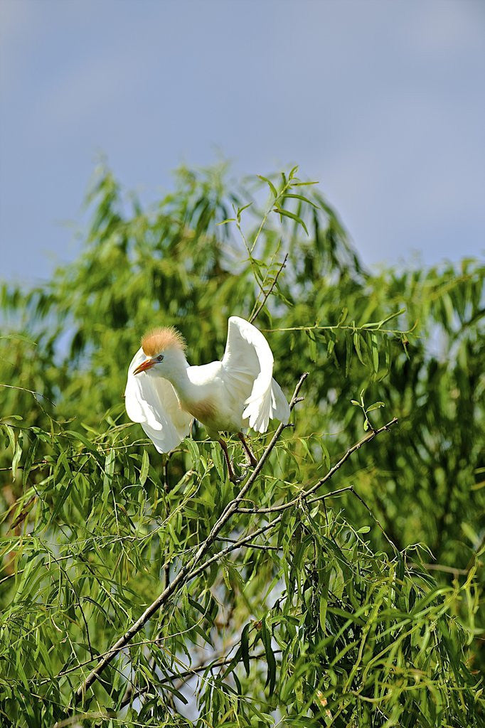 Detail of Cattle Egret by Anonymous
