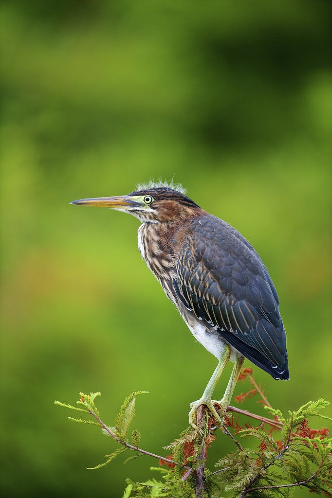 Detail of Green Heron by Anonymous