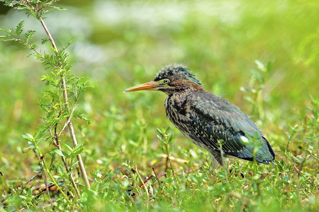 Detail of Green Heron by Anonymous