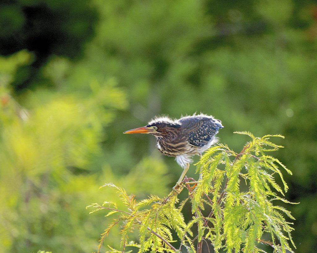 Detail of Green Heron by Anonymous