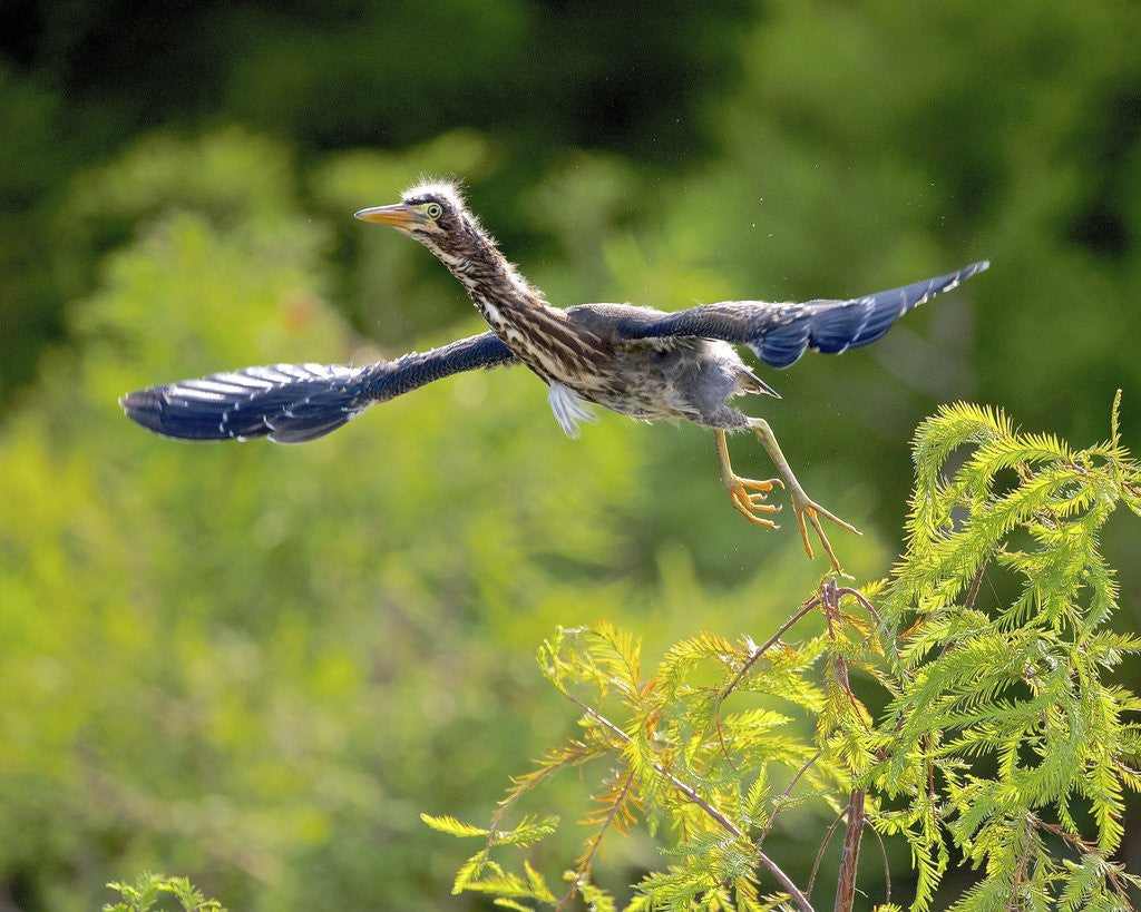 Detail of Green Heron by Anonymous
