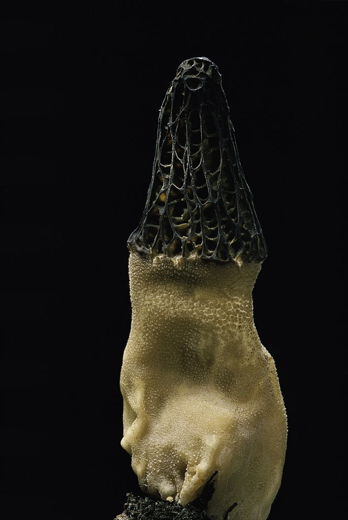 Detail of Morchella conica (black morel) by Corbis