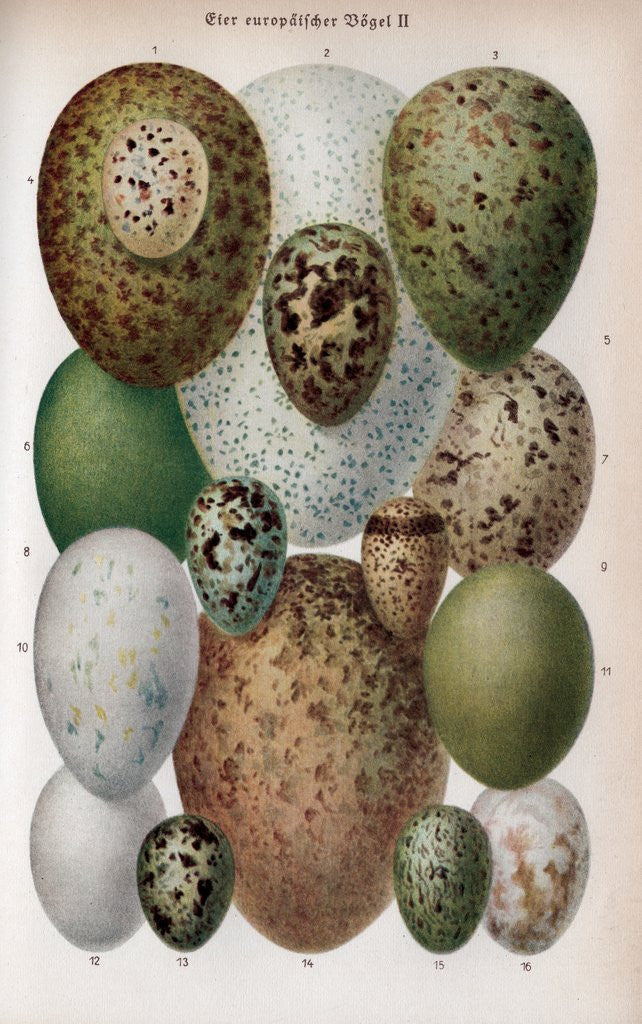 Detail of Scientific Illustration of Various Eggs #1 by Corbis