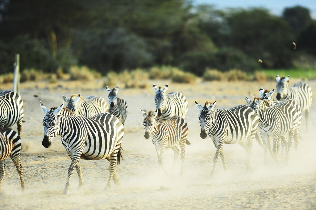 Detail of Kenya, Amboseli National Park, zebras running in the dust by Anonymous