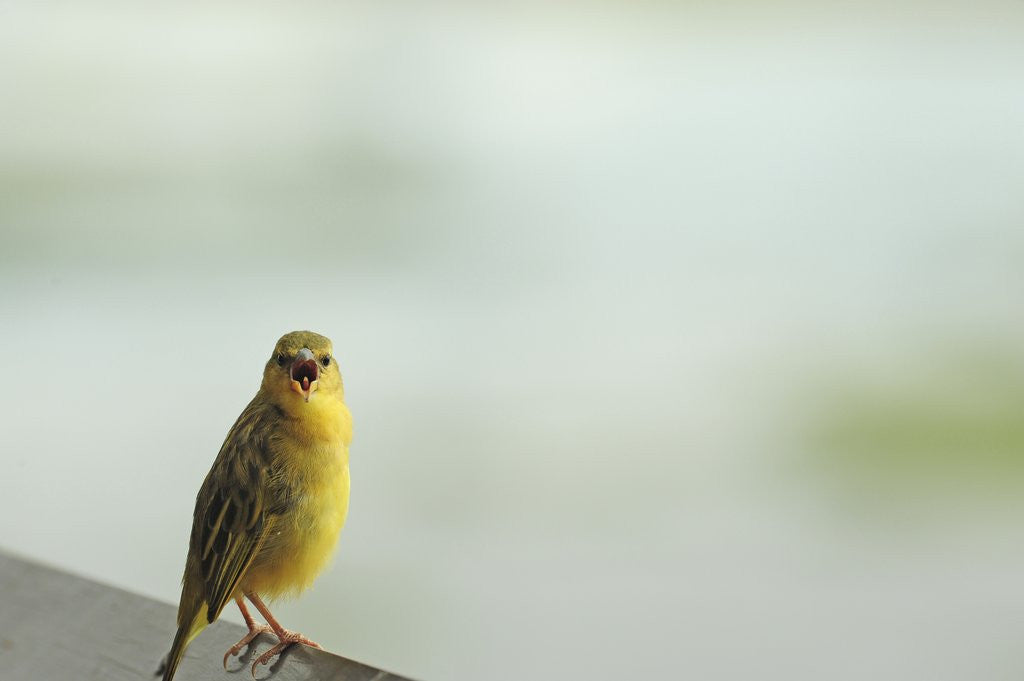 Detail of Kenya, Amboseli National Park, yellow canary or Weaver by Anonymous