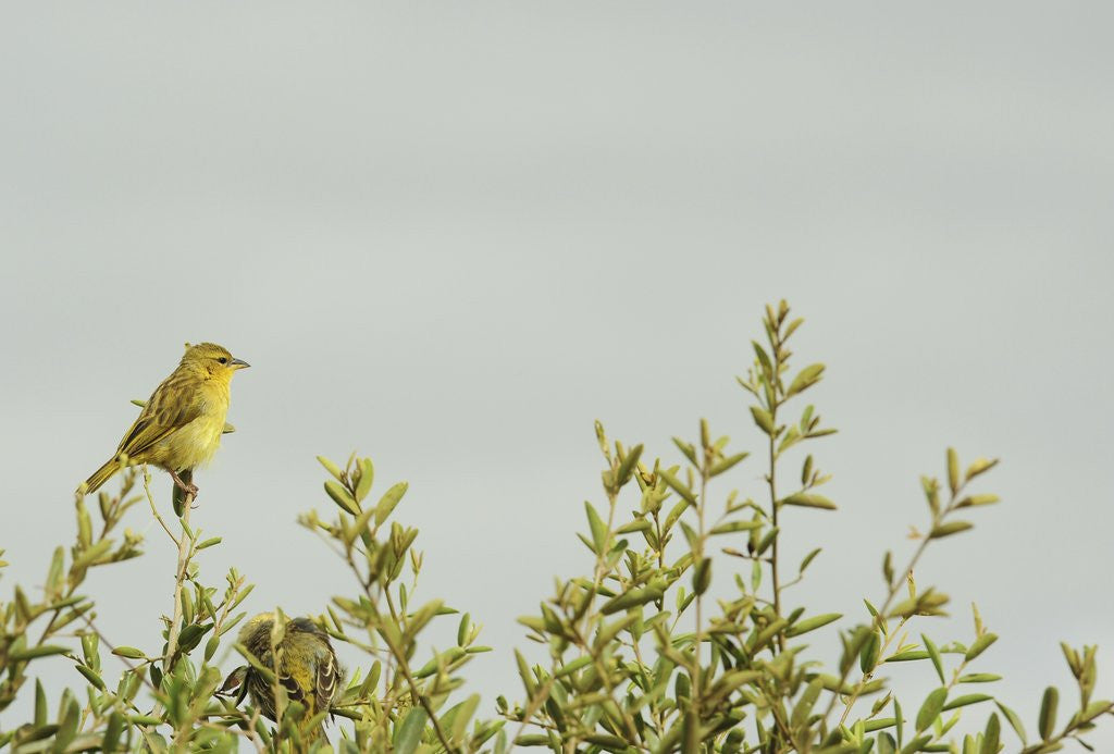 Detail of Kenya, Amboseli National Park, yellow canary or Weaver by Anonymous