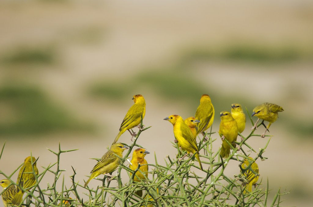 Detail of Kenya, Amboseli National Park, Yellow canary or weaver by Anonymous