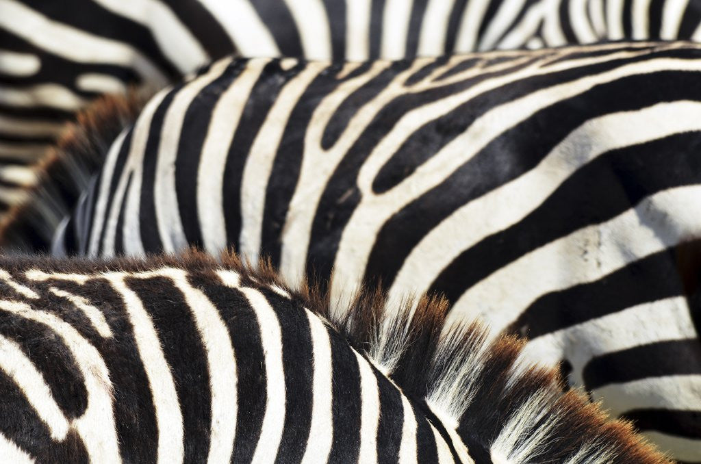 Detail of Kenya, Amboseli National Park, close up on zebra stripes by Corbis