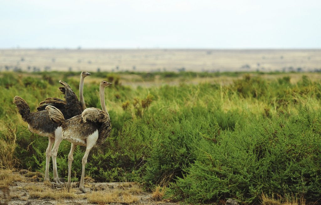 Detail of Kenya, Amboseli National Park, 2 female ostrich by Anonymous