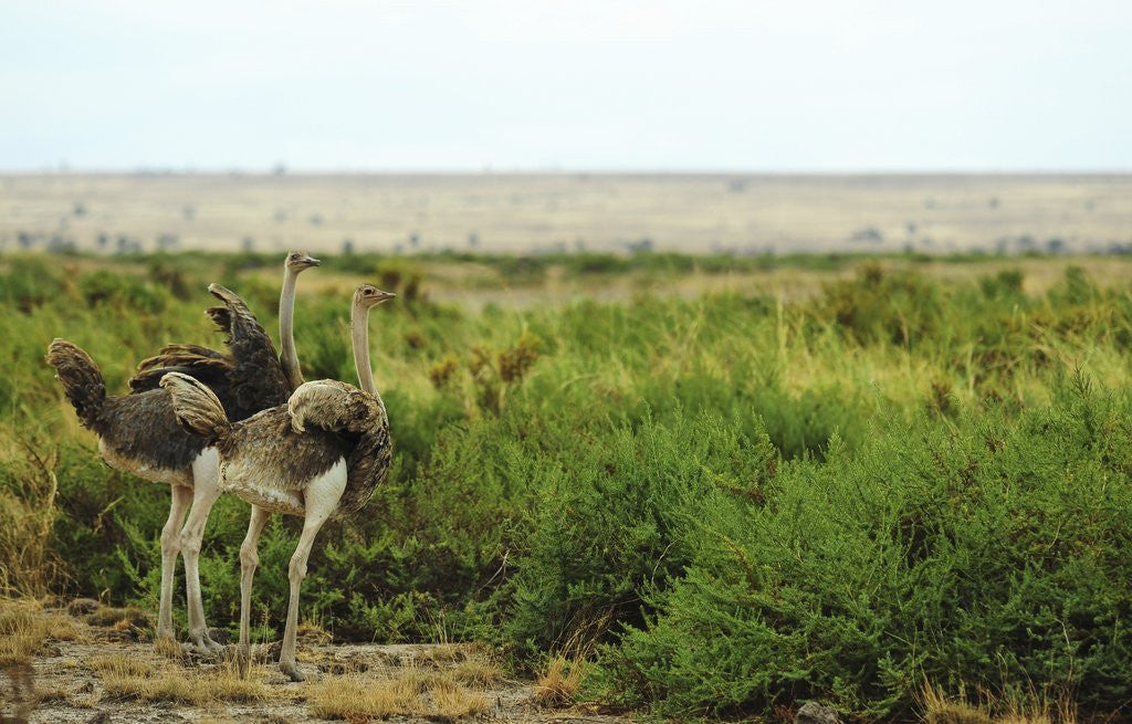 Detail of Kenya, Amboseli National Park, 2 female ostrich by Corbis