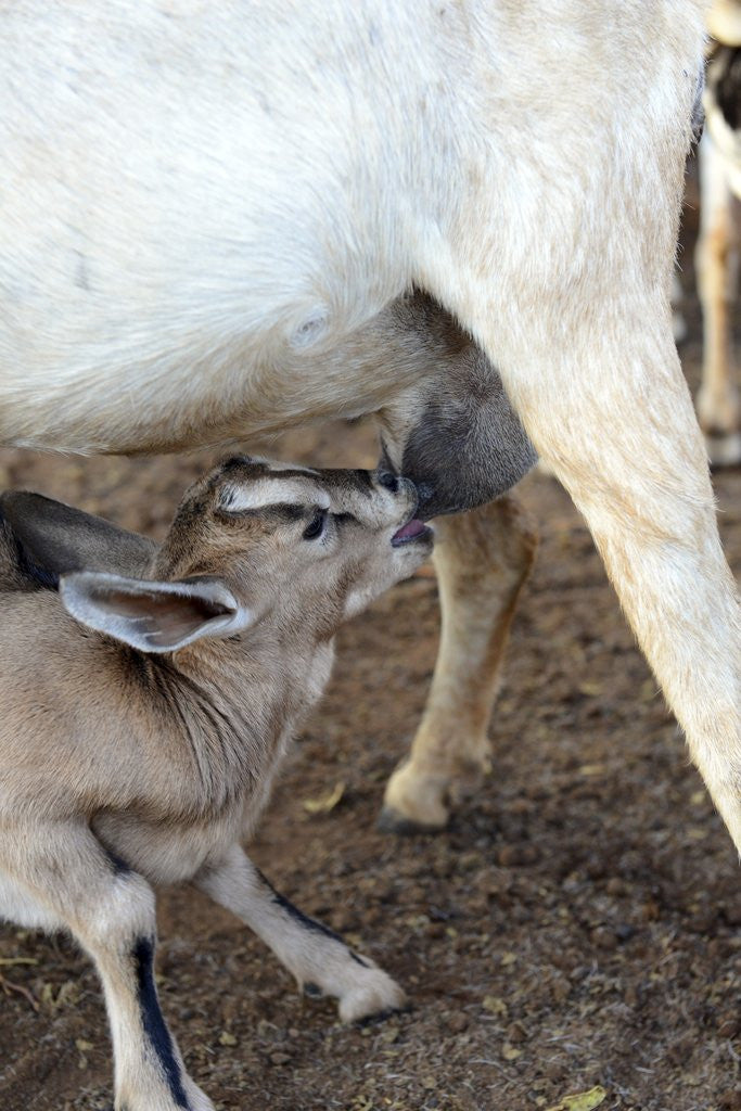Detail of Kenya, Laikipia, Il Ngwesi, goat feeding her baby by Anonymous