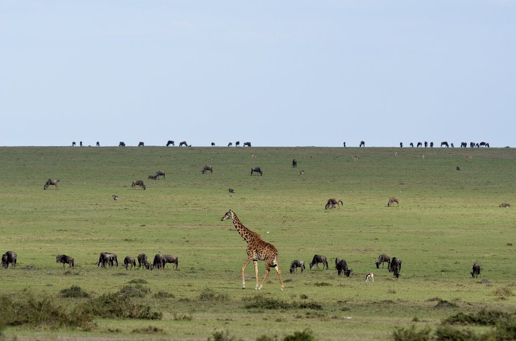 Detail of Kenya, Masai Mara National Reserve, giraffe and wildebeests in the plain by Anonymous