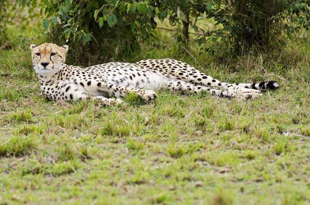 Detail of Kenya, Masai Mara National Reserve, cheetah lying and resting by Anonymous