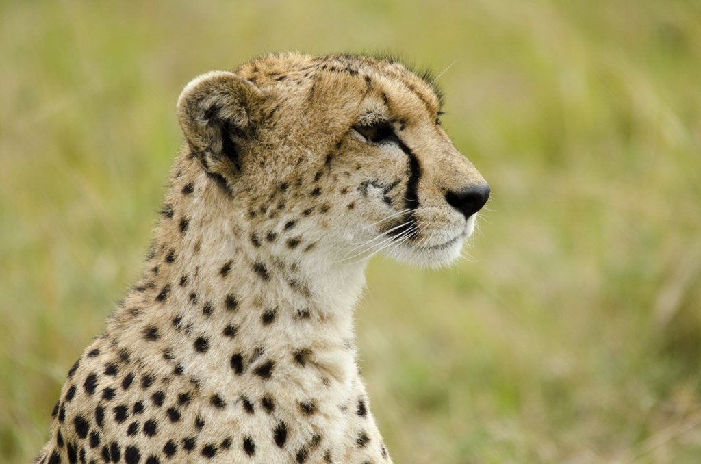 Detail of Kenya, Masai Mara National Reserve, cheetah alert in the savanna ready to chase for a kill by Anonymous