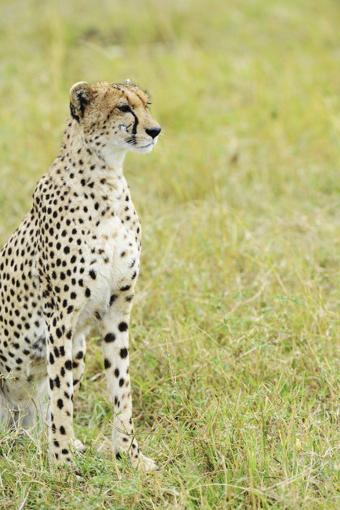 Detail of Kenya, Masai Mara National Reserve, cheetah alert in the savanna ready to chase for a kill by Anonymous