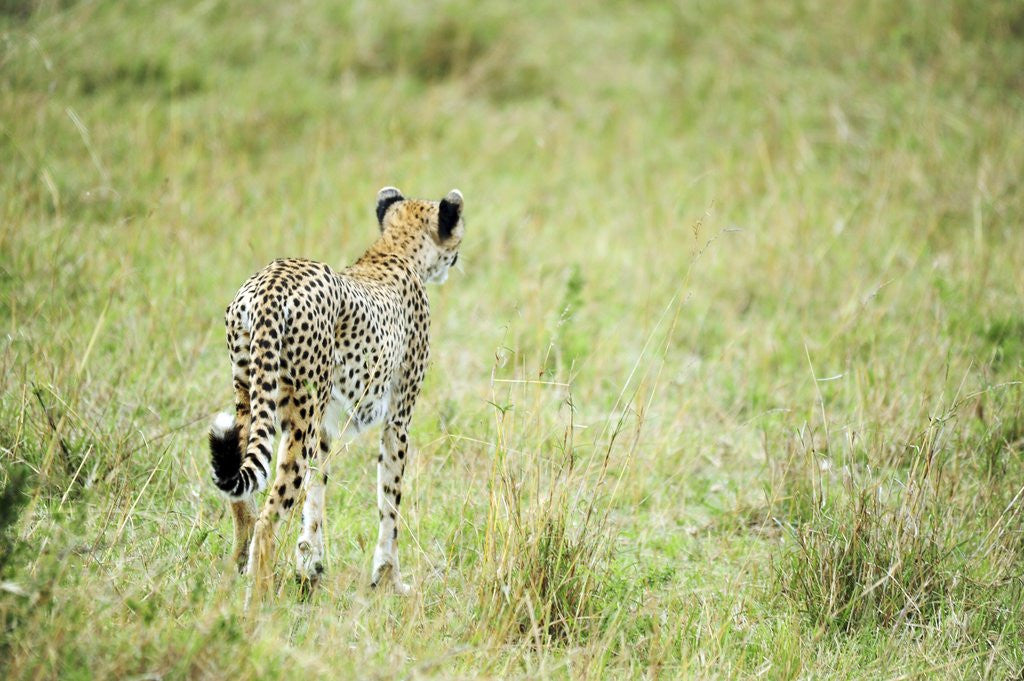 Detail of Kenya, Masai Mara National Reserve, cheetah alert in the savanna ready to chase for a kill by Anonymous