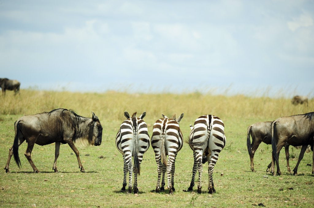 Detail of Kenya, Masai Mara National Reserve, rear view of zebras looking at the plain by Anonymous