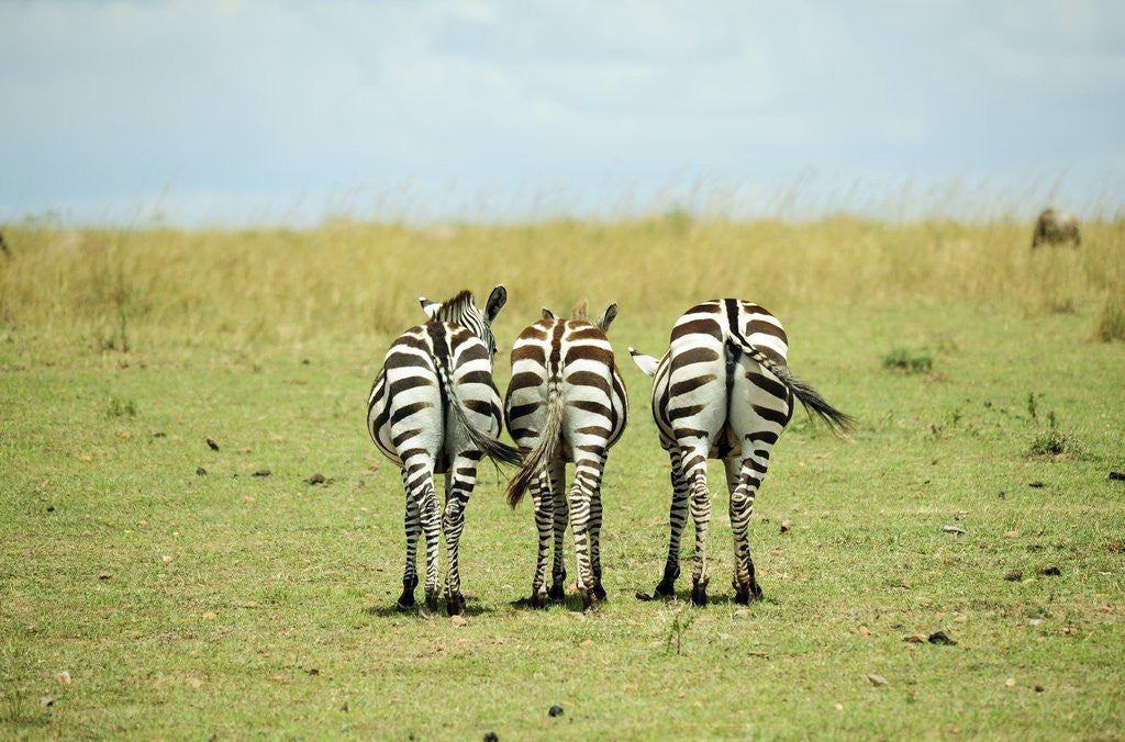 Detail of Kenya, Masai Mara National Reserve, rear view of zebras looking at the plain by Anonymous